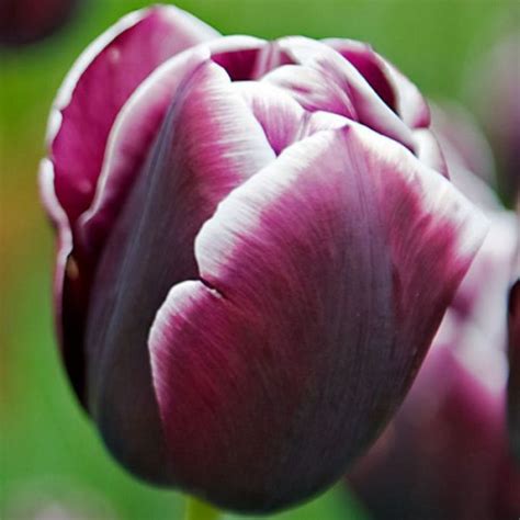 Тюльпан Триумф Jack Pot - купить с доставкой по Украине, цена в ...