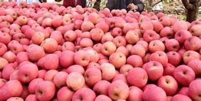 F Brica De M Quinas Clasificadoras De Cerezas De Bajo Precio De China