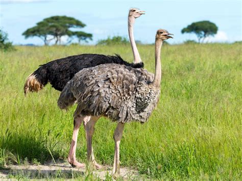 Female Ostriches (Male vs Female Identification) | Birdfact