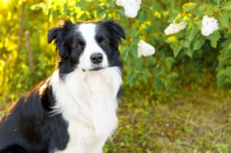 Portr T Im Freien Des S En L Chelnden Welpen Border Collies Der Auf