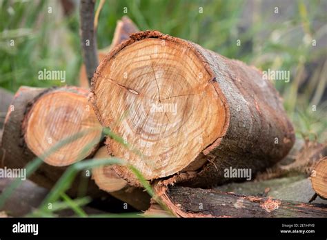 Section Transversale De Tronc D Arbre Fissur E Car Le Bois Expos