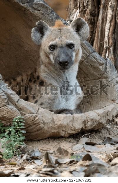 Behavior Spotted Hyena Stock Photo 1271069281 | Shutterstock