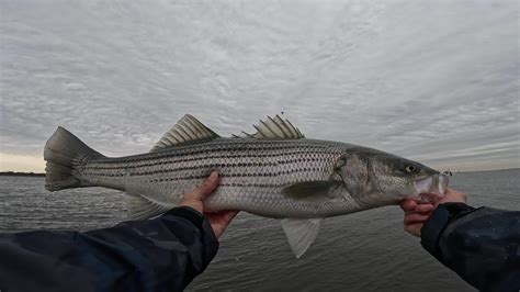 Early Spring Striped Bass Fishing With Bucktails YouTube