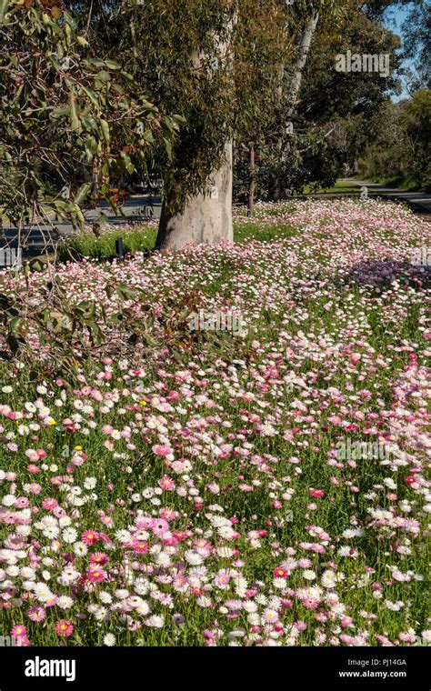 Kings park wildflowers hi-res stock photography and images - Alamy