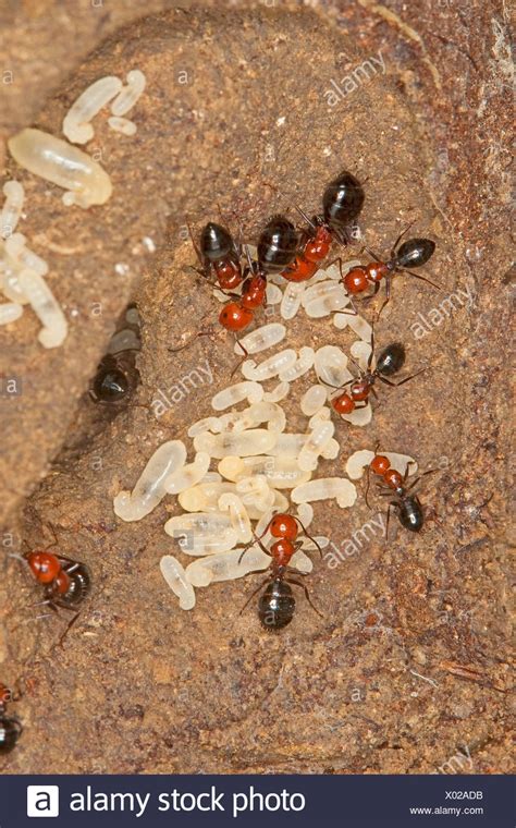 Carpenter Ant Nest Stock Photos & Carpenter Ant Nest Stock Images - Alamy