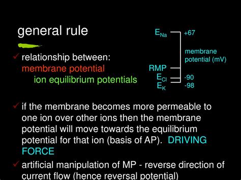 Resting Membrane Potential Ppt Download