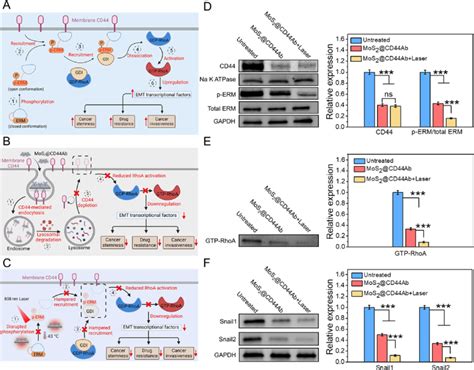 Molecular Mechanism Of Reversed Emt And Attenuated Stemness Ac