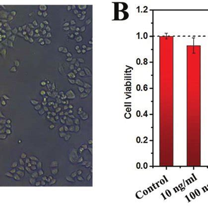 Cytotoxicity Test Of Au Ncs Gst On Hela Cells A Morphology Of Hela