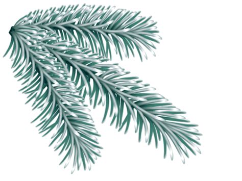 Branch Of Green Fir Tree Sunlit Branch Downy Pretty Season Vector