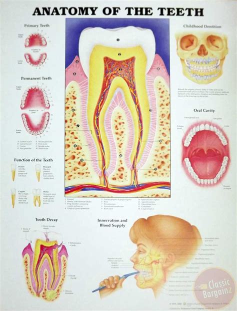 Anatomy Teeth Anatomical Chart