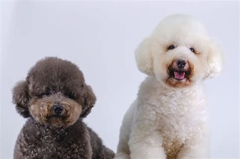 Teddy Bear Cuts, Styles, and Trims - Master Groomer Explains