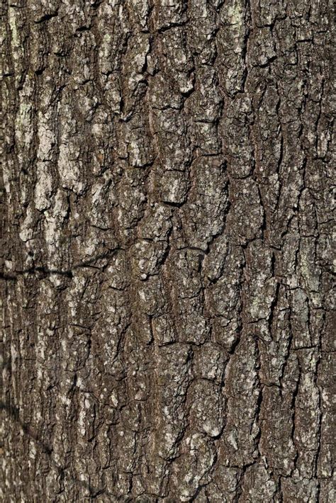 The Structure Of The Tree Bark 9717208 Stock Photo At Vecteezy