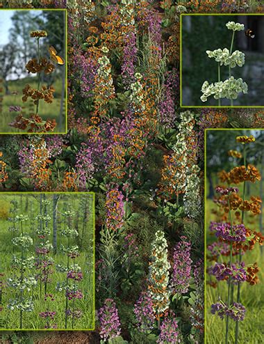 Candelabra Primula Flowers and Plants | Daz 3D