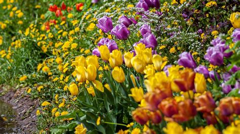 Best Spring Flowers: When to Plant in Tennessee - Nashville Landscapes