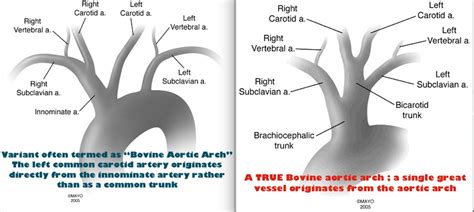 Bovine Arch Anatomy - Anatomy Book