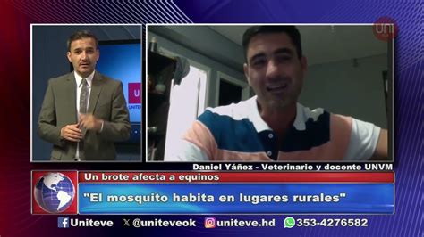 Uniteve Noticias Brote de encefalomielitis en caballos Cómo se