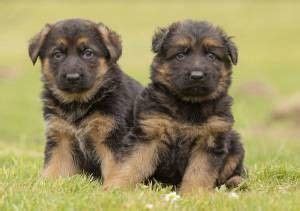 Healthy Teacup Pomeranian Puppies for adoption . - Greer, SC | OrangeDove.net | German shepherd ...