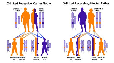 Fragile X Syndrome Testicles