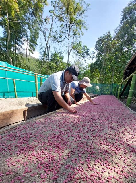 Vivero de Jazán se Alista Para Producir Más de Cien Mil Plantones que