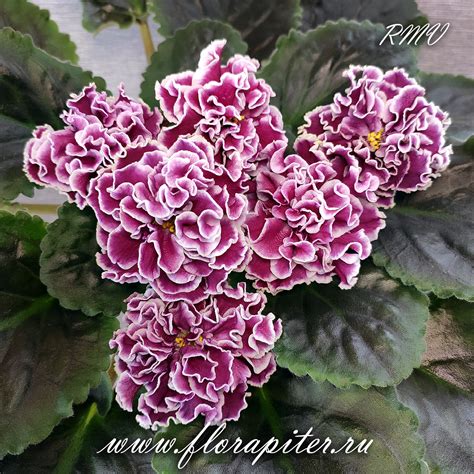 Фиалки селекции Федосеевой Лилии (ЛФ-) - FloraPiter.Ru коллекционные ...