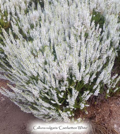 Calluna Vulgaris White