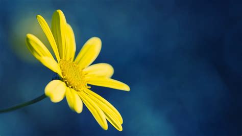 Wallpaper Yellow flower, blue background 1920x1080 Full HD 2K Picture ...