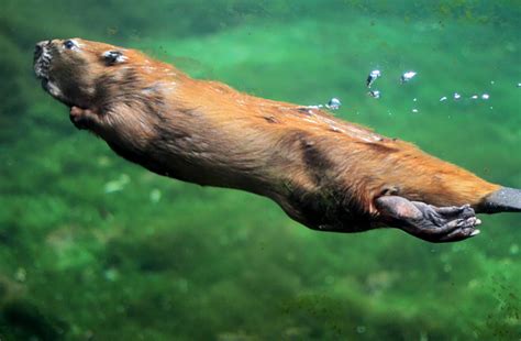 On the Grid : Lincoln Park Zoo