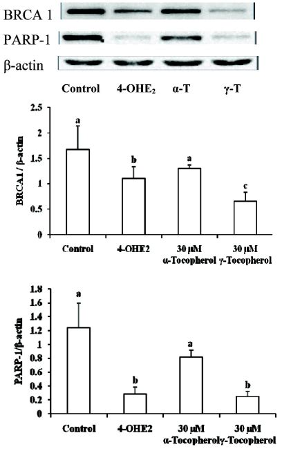 Effect Of α And γ Tocopherol On Brca 1 And Parp 1 Expression In