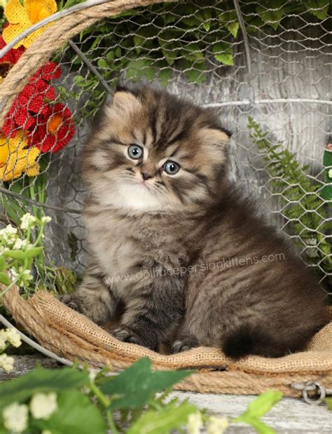 Tabby Persian Kittens - Tabby Persian Cats | Tabby PatternsWelcome to ...