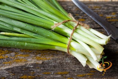 Onion Evergreen Bunching