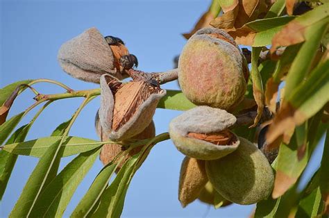 Pohon Kacang Almond Homecare24