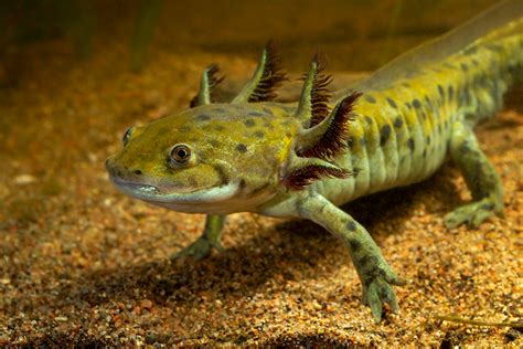 Western Tiger Salamander | Arizona Highways