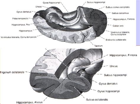 Telencephalic Cortex Nomenclature Paleocortex Archicortex Allocortex