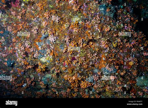 Coral reef at the maldives Stock Photo - Alamy