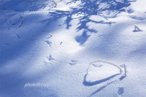 雪原についた鳥の足跡 写真素材 5106877 フォトライブラリー Photolibrary