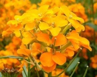 Siberian Wallflower Seeds Etsy