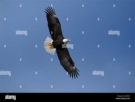 soaring american bald eagle stock photo alamy