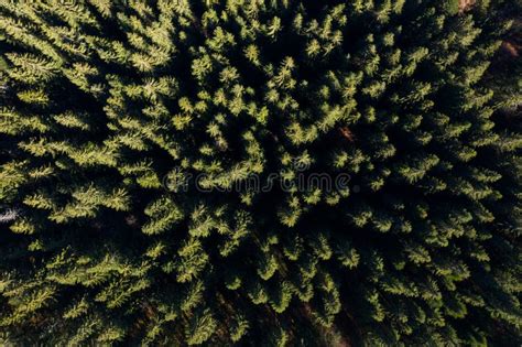 Aerial View Of Evergreen Forest Canopy Of Pine Trees Stock Photo