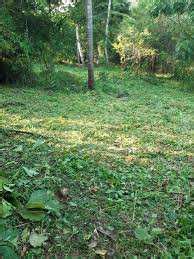 Farm Land For Sale In Vadakkencherry Palakkad Buy Sell Agricultural