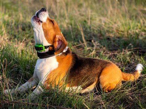 As 7 raças de cachorro que mais latem