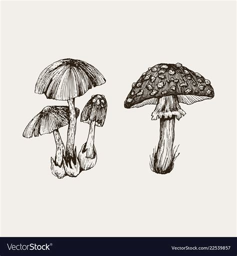 Collection Highly Detailed Hand Drawn Mushrooms Vector Image