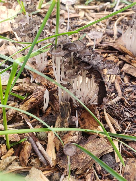 Can Anyone Please Help Identify These Mushrooms My Parents Ducks