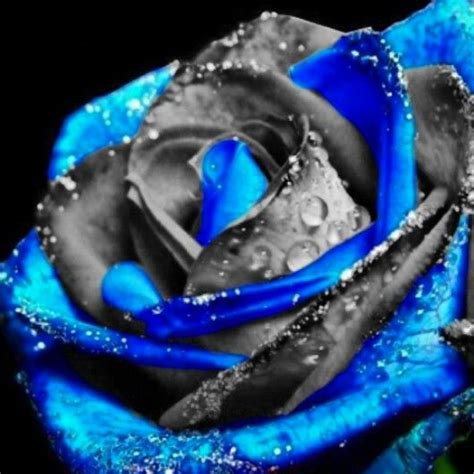 Blue And Black Rose Blue Roses Wallpaper Blue Rose Tattoos Blue Roses