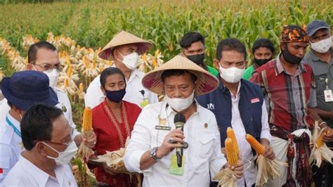 Panen Raya Jagung Mentan Akan Jadikan Kabupaten Kupang Percontohan Di