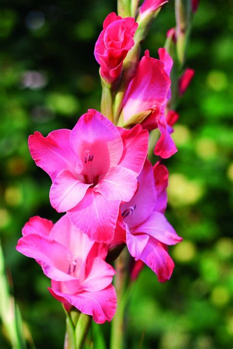 Gladiolus 'Pink' - Degroot