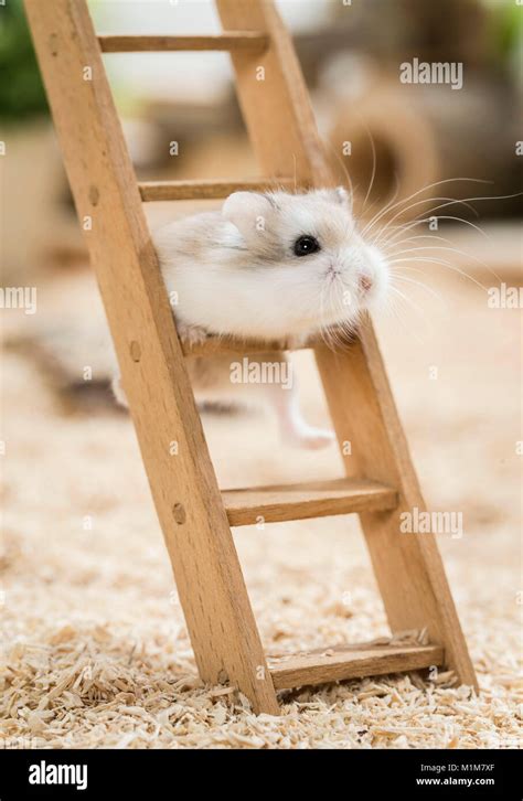 Roborovski Hamster Phodopus Roborovskii Banque De Photographies Et D