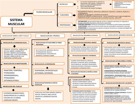 Mapas Conceptuales Del Sistema Muscular Descargar Hot Sex Picture