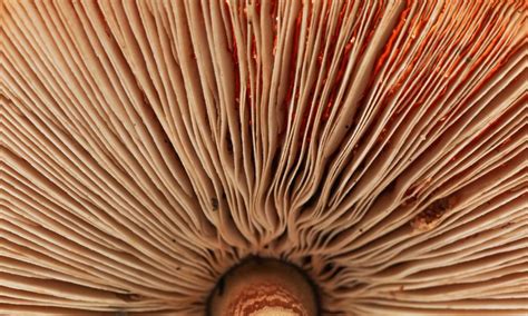 Mushroom Anatomy Understanding All The Parts Of A Mushroom