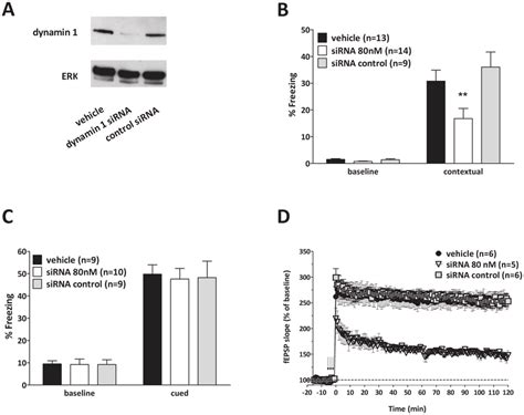 Selective Dynamin 1 Inhibition Through Sirna Impairs Both Synaptic