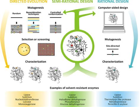 Protein Engineering And Analysis Creative Biostructure